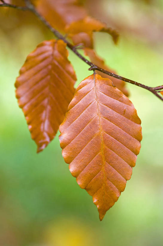 无人,竖图,室外,特写,白天,美景,植物,叶子,英国,景观,褐色,英格兰,树,自然,橙色,景色,摄影,自然风光,山毛榉,落叶树,麻栎金刚,山毛榉树,秋天,彩图,对焦