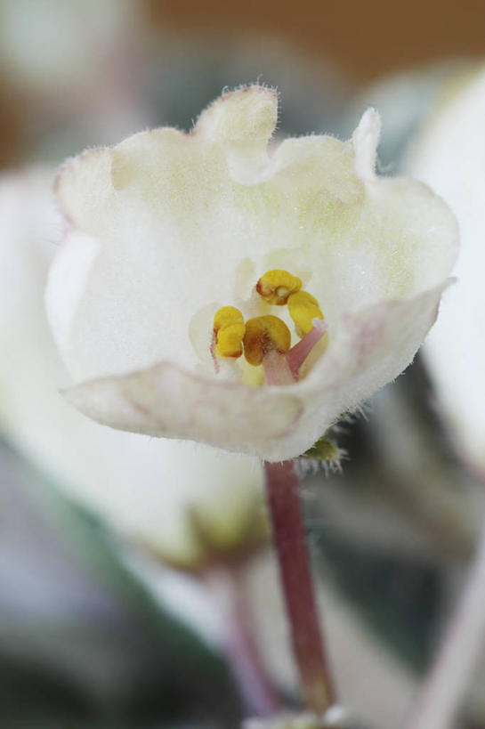 无人,竖图,室外,特写,白天,美景,植物,英国,景观,花蕾,花,一个,白色,自然,夏天,景色,摄影,单个,自然风光,非洲堇,彩图,对焦