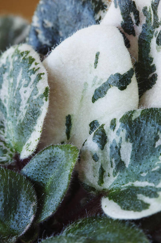 无人,竖图,室外,特写,白天,美景,植物,叶子,英国,景观,绿色,白色,自然,夏天,景色,摄影,自然风光,非洲堇,式样,彩图,对焦