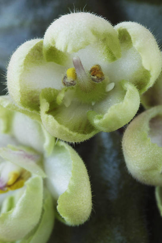 无人,竖图,室外,特写,白天,美景,植物,英国,景观,花,两个,绿色,白色,自然,夏天,景色,摄影,自然风光,非洲堇,彩图,对焦