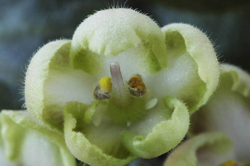 无人,横图,室外,特写,白天,美景,植物,英国,景观,花,一个,绿色,白色,自然,夏天,景色,摄影,单个,自然风光,非洲堇,彩图