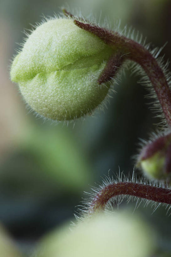 无人,竖图,室外,特写,白天,美景,植物,英国,景观,茎,花蕾,花,一个,绿色,白色,自然,夏天,景色,摄影,单个,自然风光,非洲堇,彩图,对焦