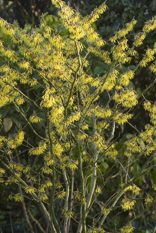 无人,竖图,彩色,室内,特写,白天,美景,植物,英国,景观,花,花瓣,黄色,自然,春天,景色,摄影,灌木,五颜六色,色彩斑斓,自然风光,五彩缤纷,落叶树,五彩斑斓,五光十色,彩图,北美金缕梅