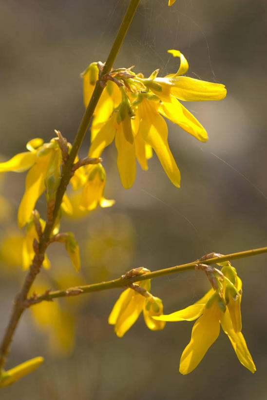 无人,竖图,彩色,室内,特写,白天,美景,植物,连翘,英国,景观,花,花瓣,黄色,自然,春天,景色,摄影,灌木,五颜六色,色彩斑斓,自然风光,五彩缤纷,落叶树,五彩斑斓,五光十色,青翘,落翘,连壳,黄奇丹,黄花条,彩图,对焦