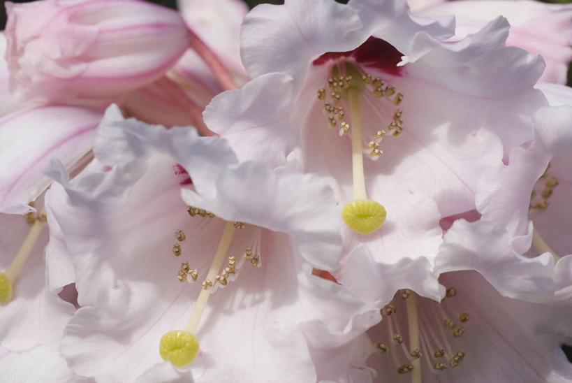 无人,横图,室外,特写,白天,美景,植物,杜鹃花,英国,景观,杜鹃,花,花瓣,两个,粉色,自然,景色,摄影,灌木,喜悦,克制,自然风光,苍白,红杜鹃,满山红,清明花,清时,山踯躅,红踯躅,节制,欣喜,山石榴,映山红,彩图,全画面,全框架,全帧,全画幅,对焦