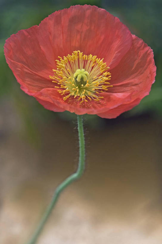 无人,竖图,室外,特写,白天,美景,植物,英国,景观,茎,花,花瓣,一个,红色,自然,夏天,橙色,景色,摄影,单个,脆弱,自然风光,冰岛罂粟,彩图,对焦,多年生植物