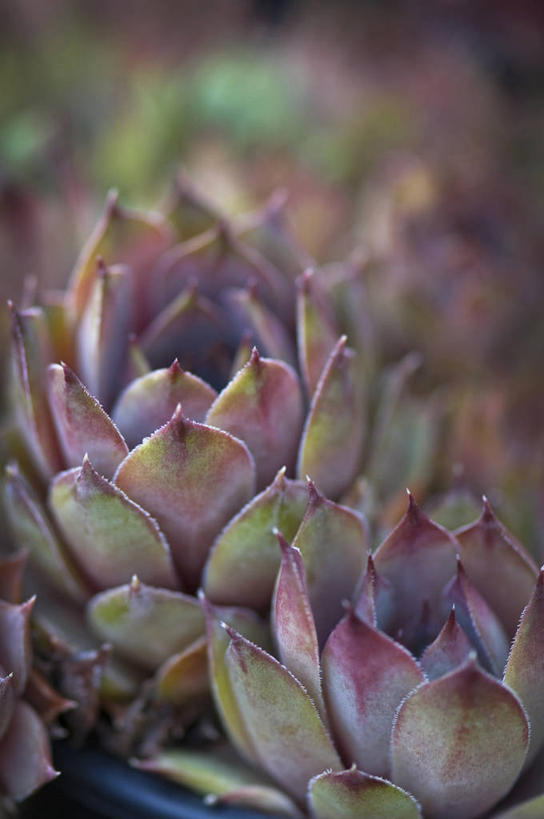 无人,竖图,室外,特写,白天,美景,植物,叶子,英国,景观,粉色,灰色,自然,生物,景色,摄影,锋利,尖锐,自然风光,彩图,肉质植物,长生花