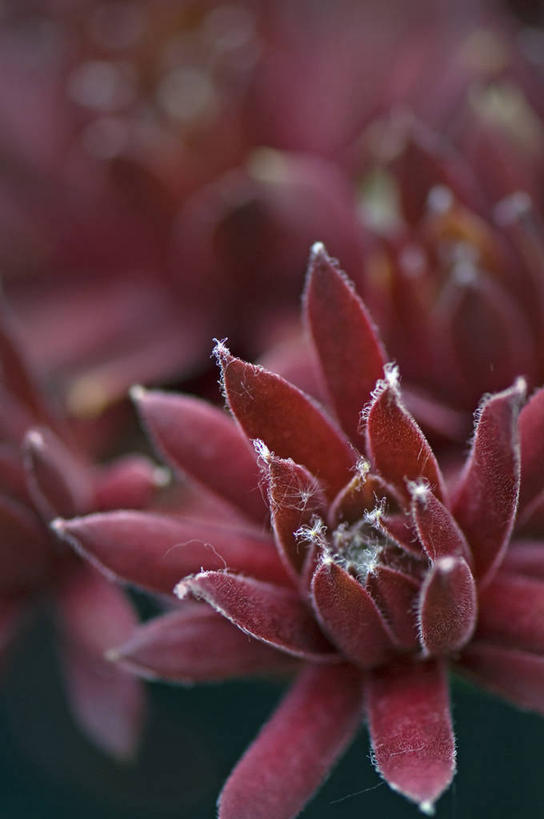 无人,竖图,室外,特写,白天,美景,植物,叶子,英国,景观,一个,粉色,红色,自然,生物,景色,摄影,单个,锋利,尖锐,自然风光,彩图,肉质植物,对焦,长生花