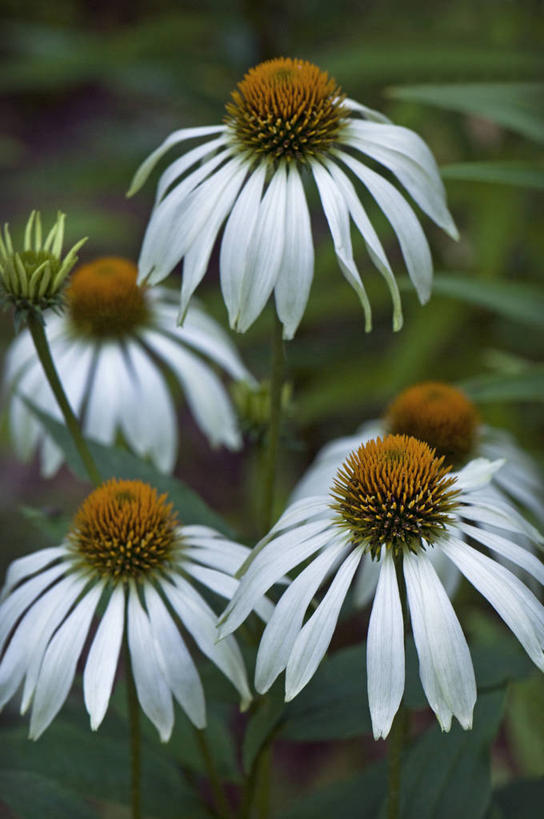无人,竖图,室外,特写,白天,美景,植物,英国,景观,花,白色,自然,夏天,景色,摄影,金花菊,自然风光,紫锥花,彩图,多年生植物