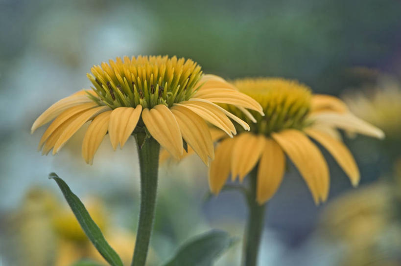 无人,横图,室外,特写,白天,美景,植物,英国,景观,花,两个,黄色,自然,夏天,景色,摄影,金花菊,自然风光,紫锥花,彩图,对焦,多年生植物