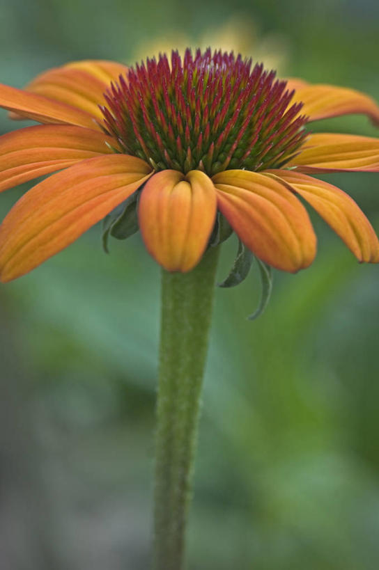 无人,竖图,室外,特写,白天,侧面,美景,植物,英国,景观,花,一个,自然,夏天,景色,摄影,金花菊,单个,自然风光,彩图,多年生植物
