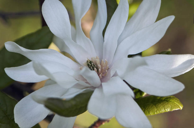 无人,横图,室外,特写,白天,美景,植物,玉兰花,英国,景观,花,花瓣,花朵,树,一个,白色,自然,春天,景色,摄影,单个,自然风光,辛夷,落叶树,木兰花,玉兰,应春花,木兰,白玉兰,玉树,彩图,全画面,全框架,全帧,望春,全画幅,玉堂春,对焦