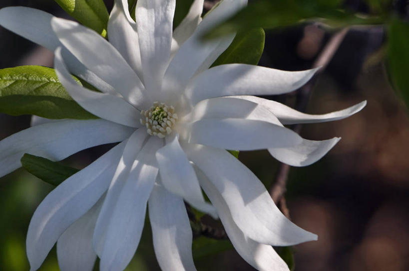 无人,横图,室外,特写,白天,美景,植物,玉兰花,英国,景观,花,花瓣,树,一个,白色,自然,春天,景色,摄影,单个,自然风光,辛夷,落叶树,木兰花,玉兰,应春花,木兰,白玉兰,玉树,彩图,望春,玉堂春,对焦