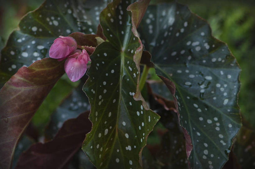 无人,横图,室外,特写,白天,美景,植物,叶子,英国,斑点,景观,花,粉色,绿色,自然,景色,摄影,秋海棠,自然风光,式样,彩图