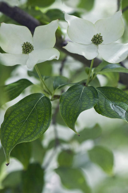 无人,竖图,室外,特写,白天,美景,植物,叶子,英国,景观,花,花瓣,花朵,两个,绿色,白色,自然,春天,景色,摄影,灌木,自然风光,山茱萸,落叶树,彩图,对焦