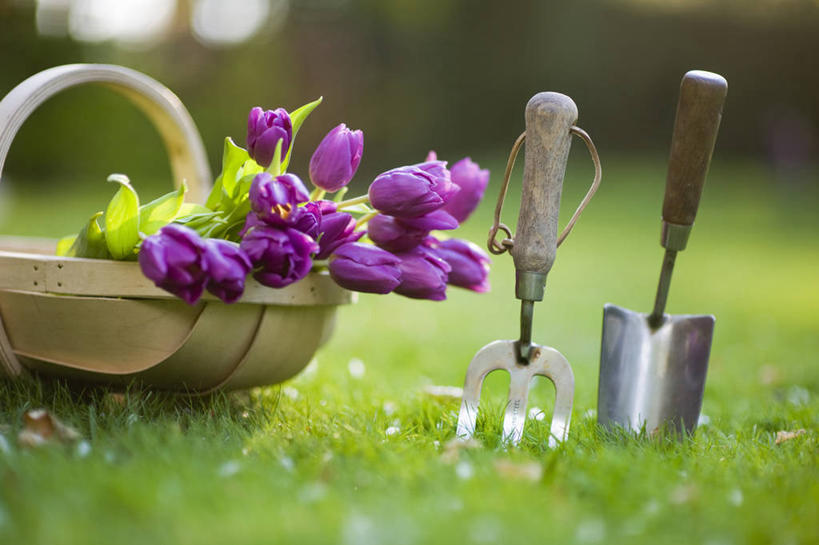 无人,横图,室外,特写,白天,草坪,美景,植物,郁金香,静物,金属制品,英国,不锈钢,金属,工具,景观,园艺,设备,物品,草,花,绿色,紫色,自然,花束,春天,景色,摄影,泥刀,耙子,自然风光,选择,农具,耕具,彩图,对焦