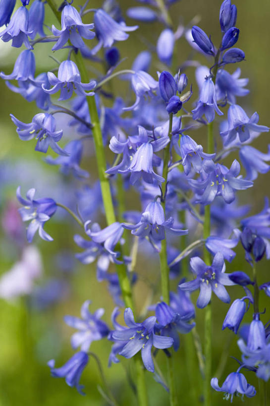 无人,竖图,室外,特写,白天,美景,植物,蔬菜,英国,新鲜,景观,食品,花,食物,蓝色,自然,春天,景色,摄影,有机食品,绿色食品,自然风光,野风信子,彩图,对焦