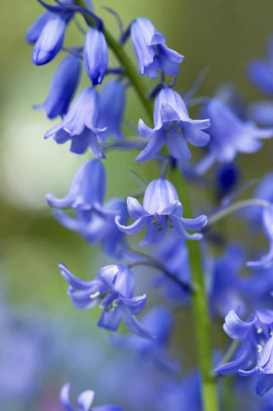 无人,竖图,室外,特写,白天,美景,植物,蔬菜,英国,新鲜,景观,食品,花,食物,蓝色,自然,春天,景色,摄影,有机食品,绿色食品,自然风光,野风信子,彩图,对焦