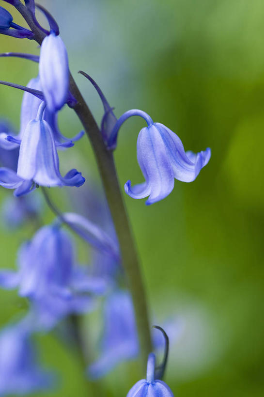 无人,竖图,室外,特写,白天,美景,植物,蔬菜,英国,新鲜,景观,食品,花,食物,蓝色,绿色,自然,春天,景色,摄影,有机食品,绿色食品,自然风光,野风信子,彩图
