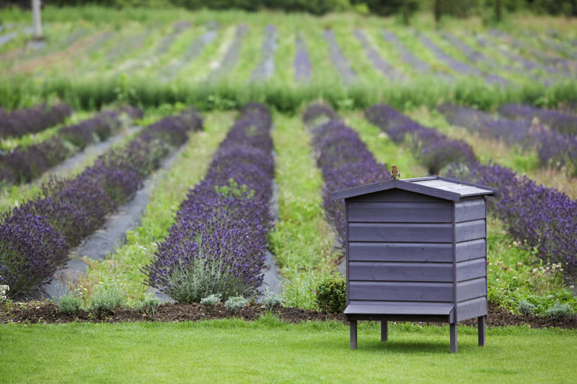 无人,横图,室外,白天,爱情,美景,植物,英国,一排,整齐,木制,花坛,木材,景观,浪漫,花,排列,紫色,自然,香草,夏天,薰衣草,景色,摄影,灌木,队列,自然风光,作画,呼吸,蜂箱,灵香草,黄香草,奇迹,彩图