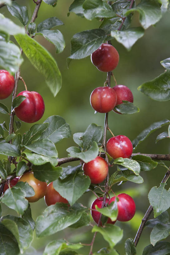 无人,竖图,室外,特写,白天,美景,植物,李子,樱桃,水果,英国,景观,食品,饮食,树,红色,自然,夏天,景色,摄影,生长,清新,自然风光,落叶树,李树,彩图,对焦
