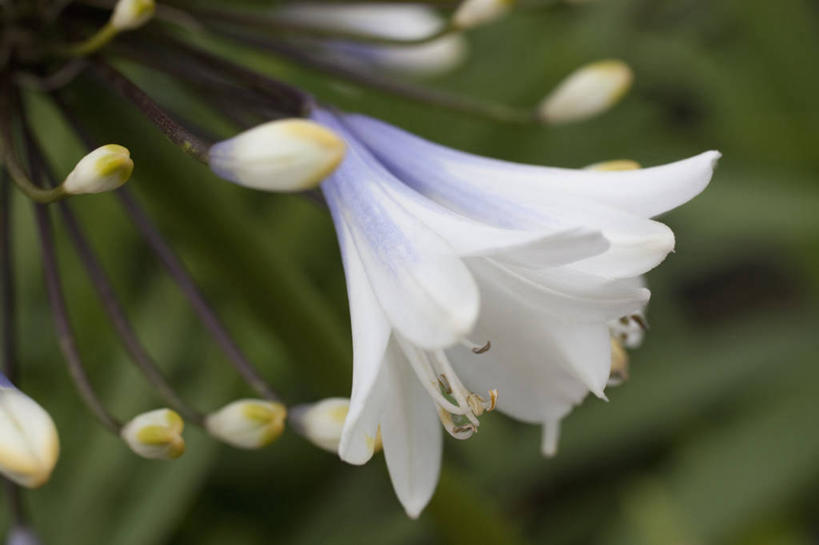 无人,横图,室外,特写,白天,美景,植物,英国,景观,花,花瓣,白色,自然,夏天,景色,摄影,非洲百合,自然风光,彩图