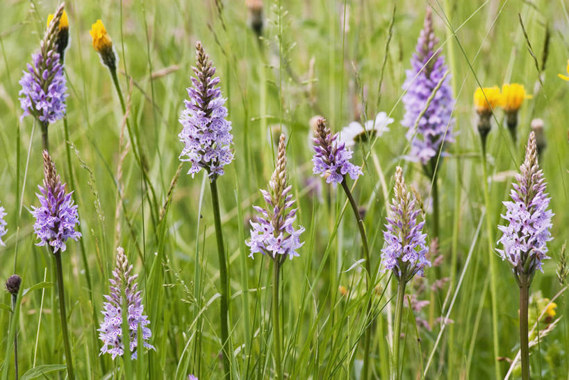 无人,横图,彩色,室外,特写,白天,草地,美景,植物,英国,欧洲,中国,亚洲,景观,尖顶,三叶草,野花,英格兰,云南,草,花,粉色,自然,夏天,景色,摄影,五颜六色,色彩斑斓,西欧,自然风光,五彩缤纷,大不列颠,东亚,云南省,大不列颠及北爱尔兰联合王国,大不列颠及爱尔兰联合王国,中华人民共和国,西南地区,五彩斑斓,滇,文山,文山州,文山壮族苗族自治州,萨塞克斯,萨塞克斯郡,苏塞克斯,五光十色,东萨塞克斯郡,彩图,大不列颠王国,大英帝国,联合王国,日不落帝国,丘北县,南丘村
