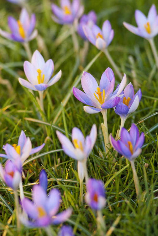 无人,竖图,室外,特写,白天,快乐,美景,植物,蔬菜,英国,新鲜,景观,食品,藏红花,草,花,花瓣,食物,绿色,紫色,自然,春天,景色,摄影,有机食品,绿色食品,保护,番红花,自然风光,西红花,彩图