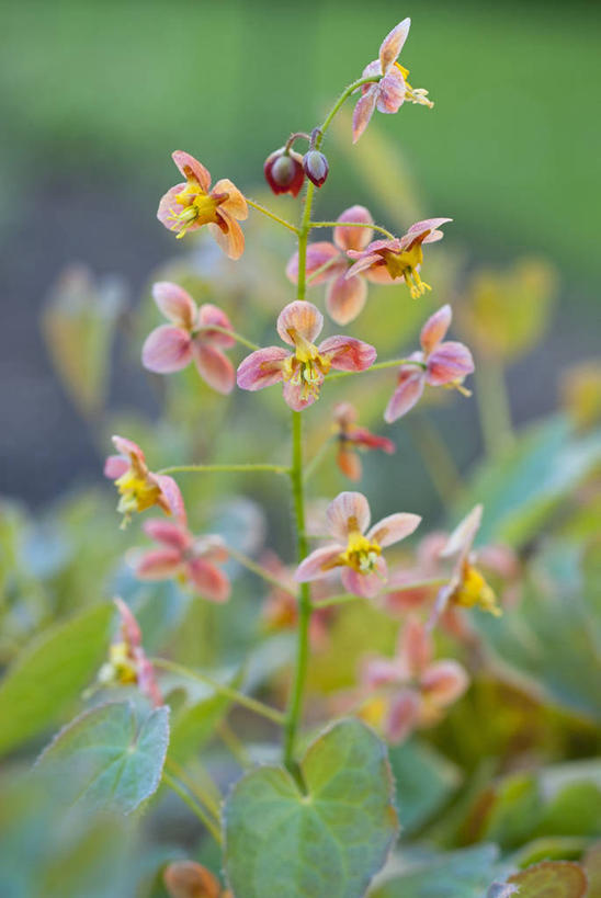 无人,竖图,室外,特写,白天,美景,植物,英国,景观,花,花瓣,粉色,自然,春天,橙色,景色,摄影,自然风光,淫羊藿,彩图,对焦,多年生植物
