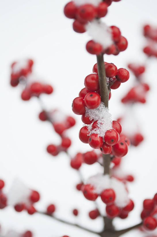 无人,竖图,室内,特写,白天,白色背景,美景,雪,植物,浆果,英国,景观,冬天,冬青树,红色,自然,景色,寒冷,摄影,灌木,自然风光,彩图,影棚拍摄