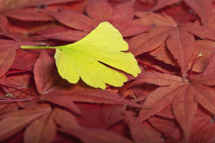 无人,横图,室外,特写,白天,美景,植物,枫树,银杏树,叶子,英国,景观,草药,黄色,红色,自然,景色,摄影,落下,自然风光,秋天,鸡爪枫,彩图