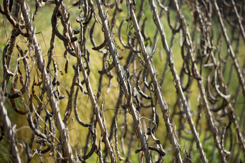 无人,攀登,横图,室外,特写,白天,美景,植物,蔬菜,英国,一排,整齐,景观,褐色,排列,自然,景色,摄影,支撑,手杖,队列,自然风光,红花菜豆,式样,烘干,彩图,对焦