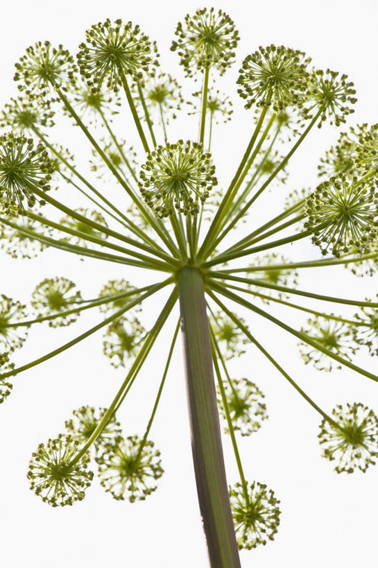 无人,竖图,室外,特写,白天,仰视,美景,植物,当归,英国,景观,注视,花,一个,绿色,自然,夏天,观察,看,景色,摄影,单个,观看,察看,脆弱,草本,关注,清新,自然风光,彩图,低角度拍摄,对焦