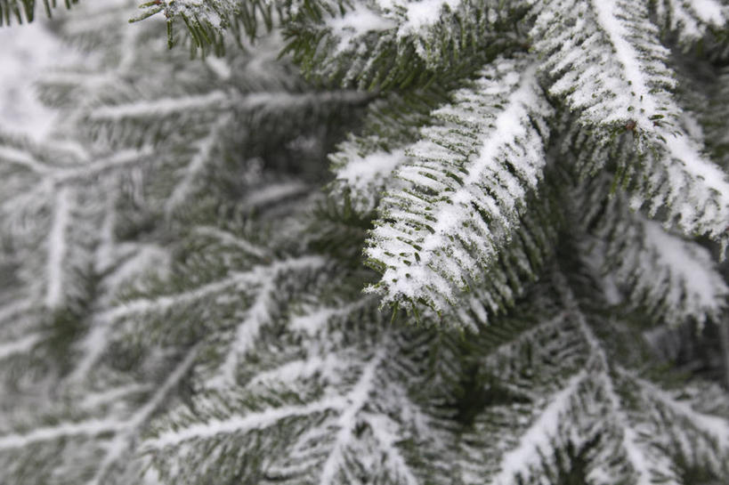 无人,横图,室外,特写,白天,美景,雪,植物,叶子,英国,景观,冬天,霜,树,白色,灰色,自然,景色,摄影,自然风光,杉树,常绿树,针叶树,彩图