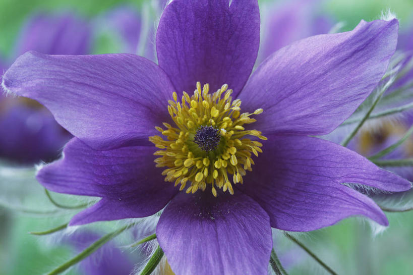 无人,横图,彩色,室外,特写,白天,美景,植物,白头翁,英国,景观,花,花瓣,一个,紫色,自然,春天,景色,摄影,单个,五颜六色,色彩斑斓,雄蕊,自然风光,五彩缤纷,五彩斑斓,五光十色,彩图,对焦,多年生植物