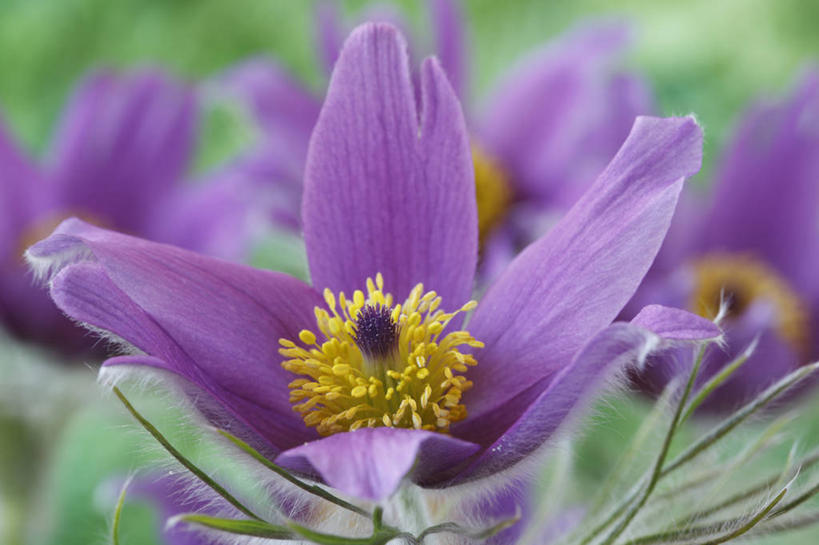 无人,横图,彩色,室外,特写,白天,美景,植物,白头翁,英国,景观,花,花瓣,一个,紫色,自然,春天,景色,摄影,单个,五颜六色,色彩斑斓,雄蕊,自然风光,五彩缤纷,五彩斑斓,五光十色,彩图,多年生植物