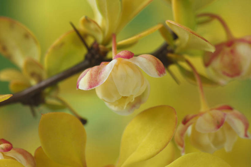 无人,横图,室外,特写,白天,美景,植物,叶子,英国,景观,花,花瓣,黄色,自然,春天,景色,摄影,灌木,自然风光,落叶树,日本小檗,彩图