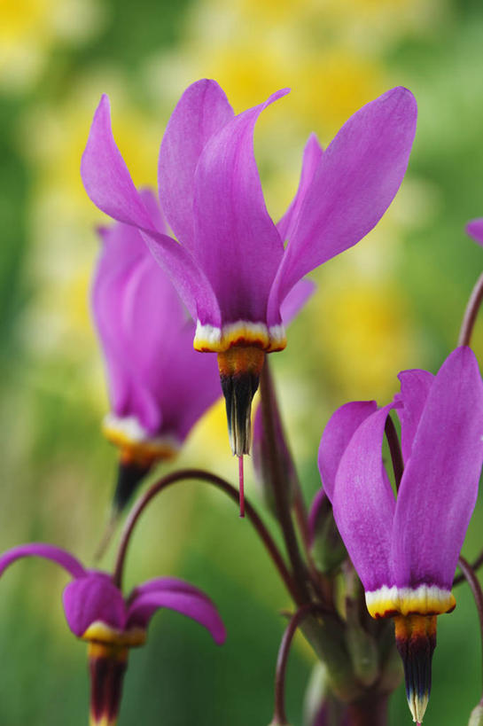 无人,竖图,彩色,室外,特写,白天,流星,美景,植物,英国,景观,花,花瓣,粉色,自然,春天,景色,摄影,五颜六色,色彩斑斓,清新,自然风光,五彩缤纷,五彩斑斓,五光十色,彩图,对焦