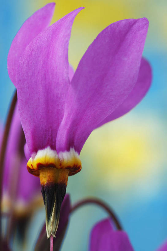 无人,竖图,彩色,室内,特写,白天,流星,美景,植物,英国,景观,花,花瓣,一个,粉色,自然,春天,景色,摄影,单个,五颜六色,色彩斑斓,自然风光,五彩缤纷,五彩斑斓,五光十色,彩图,影棚拍摄,对焦