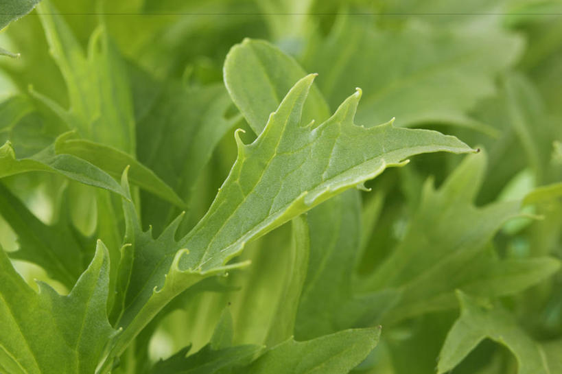 无人,横图,室外,特写,白天,美景,植物,蔬菜,叶子,英国,景观,生食,蔬菜沙拉,沙拉,食品,饮食,自然,景色,摄影,清新,自然风光,健康食物,彩图,全画面,全框架,全帧,全画幅