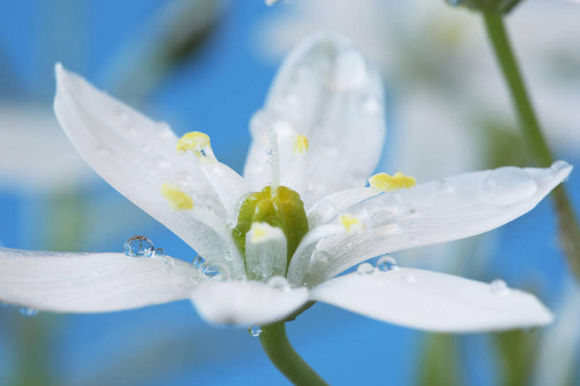 无人,横图,室内,特写,白天,美景,植物,蔬菜,英国,新鲜,景观,食品,花,花瓣,食物,一个,白色,自然,春天,景色,摄影,有机食品,绿色食品,单个,脆弱,清新,自然风光,苍白,七瓣莲,彩图,全画面,全框架,全帧,全画幅,对焦