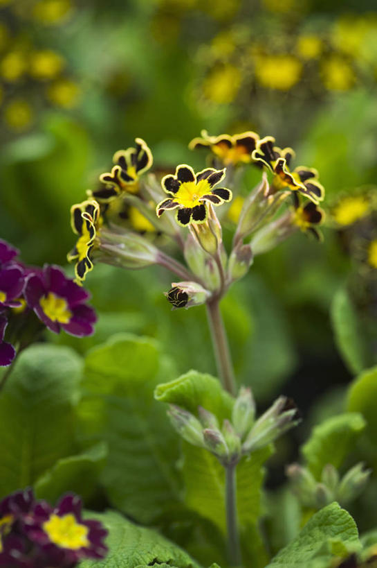 无人,竖图,室外,特写,白天,美景,植物,英国,景观,花,花瓣,黄色,黑色,自然,春天,景色,摄影,自然风光,樱草花,式样,彩图
