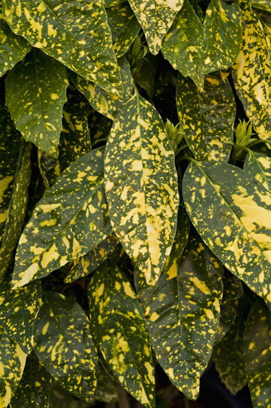 无人,竖图,室外,特写,白天,美景,植物,叶子,英国,景观,黄色,绿色,自然,景色,摄影,灌木,自然风光,常绿树,式样,彩图,日本桃叶珊瑚,对焦