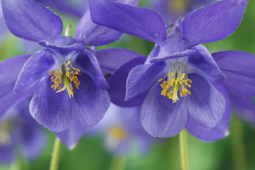 无人,横图,室外,特写,白天,美景,植物,英国,景观,花,花瓣,两个,蓝色,自然,夏天,景色,摄影,自然风光,耧斗菜,彩图,多年生植物