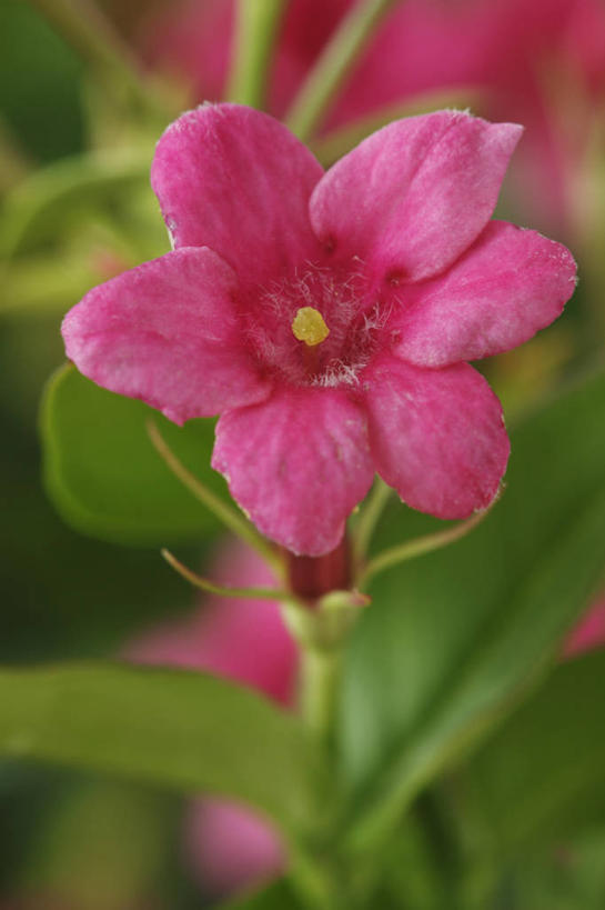 无人,攀登,竖图,室外,特写,白天,美景,植物,英国,景观,花,花瓣,茉莉,一个,粉色,自然,夏天,景色,摄影,单个,自然风光,彩图
