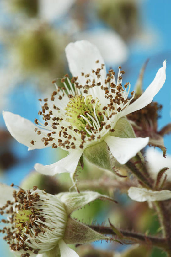 无人,竖图,室外,特写,白天,美景,植物,浆果,英国,景观,花蕾,花,花瓣,一个,自然,夏天,景色,摄影,单个,灌木,雄蕊,自然风光,落叶树,黑刺莓,彩图,对焦