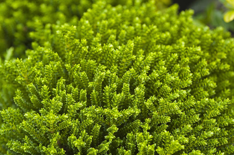 无人,横图,室外,特写,白天,美景,植物,叶子,英国,景观,绿色,自然,景色,摄影,灌木,自然风光,常绿树,彩图,赫柏