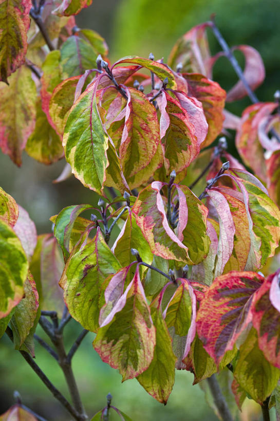 无人,竖图,室外,特写,白天,美景,植物,叶子,英国,盛开,景观,花蕾,花,花瓣,花朵,鲜花,黄色,红色,绿色,自然,花苞,花蕊,景色,摄影,灌木,自然风光,山茱萸,落叶树,山萸肉,山芋肉,蜀酸枣,天木籽,药枣,萸肉,枣皮,秋天,彩图,对焦