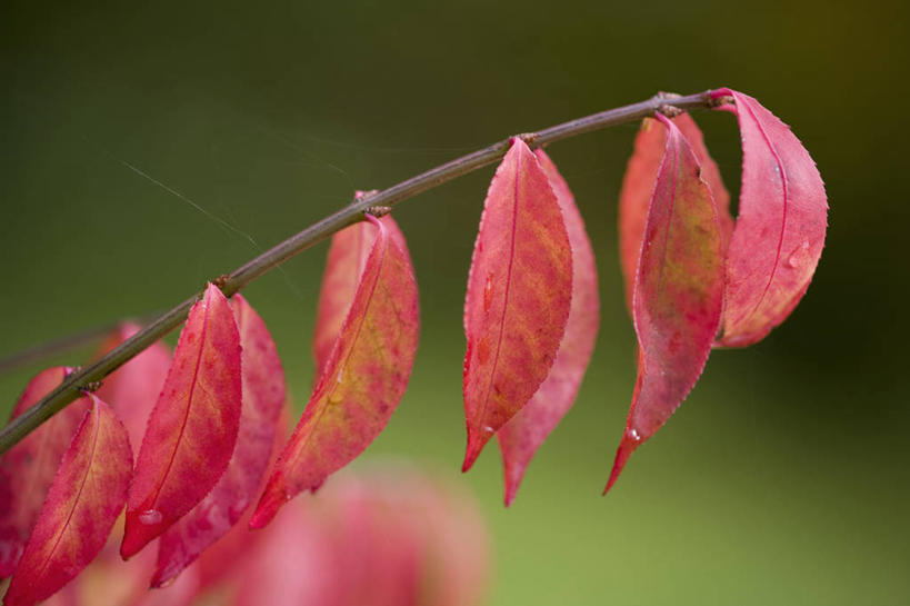 无人,横图,室外,特写,白天,美景,植物,叶子,英国,景观,红色,自然,景色,摄影,灌木,自然风光,落叶树,纺锤,秋天,彩图