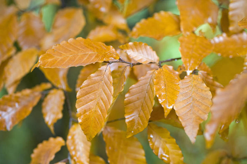 无人,横图,室外,特写,白天,美景,植物,叶子,英国,景观,树,黄色,自然,橙色,景色,摄影,自然风光,山毛榉,落叶树,麻栎金刚,山毛榉树,秋天,彩图,对焦